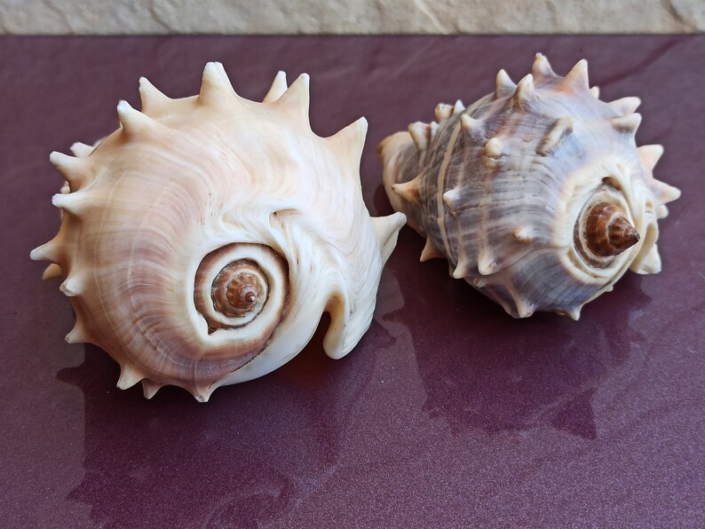 Spiked Sea Shells Set: Natural Ocean Decor, Nautical Wedding - Etsy