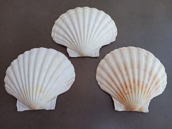 Set of 3 Ocean Shells, Shells Set, Natural Seashell, Rough Sea