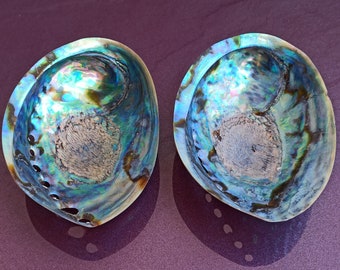 大きな真珠貝のアワビの貝殻：虹色に輝く海の宝 - Etsy 日本
