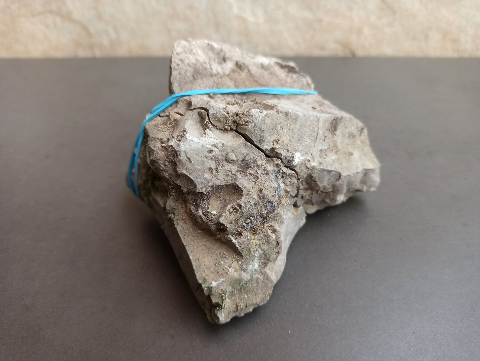 Ancient FOSSIL Spanish FOSSIL Ancient Shells in Stone Etsy