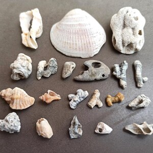 Può includere: Una collezione di varie conchiglie e frammenti di corallo nei toni del bianco, beige e grigio. L'assortimento comprende una grande conchiglia a coste, insieme a pezzi più piccoli e strutturati, ideali per decorazioni o artigianato a tema spiaggia.