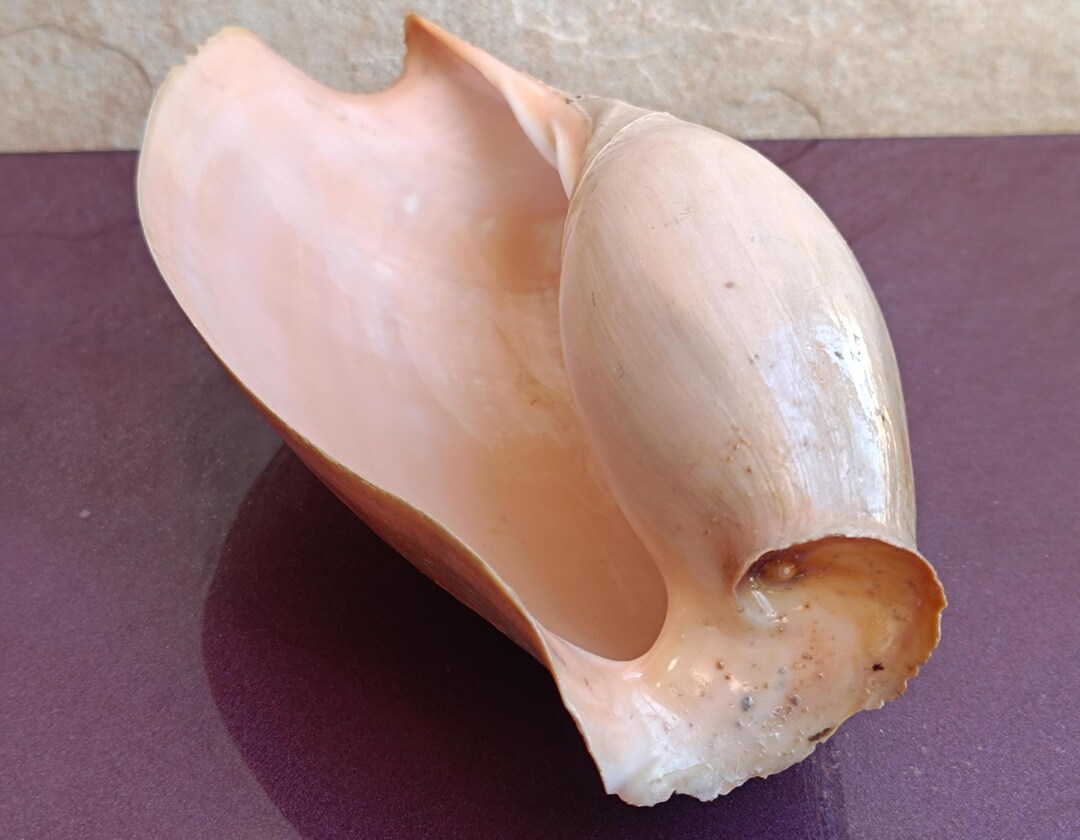 Big Cowrie Shell, Rare Sea Shell, Decor Aquarium, Giant Atlantic Shell ...