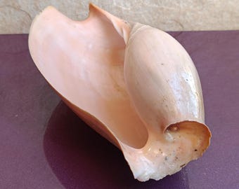 巨大なシャコガイの貝殻：天然の海の装飾、工芸品の飾り（18～20 cm