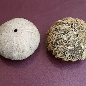 Set of 2 Sea Urchin, Sea Urchin, Big Sea Urchin, Sea Urchin Shell, Sputnik Urchin, Seashell Decoration, Aquarium Decoration, Dragon Urchin