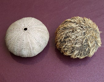 Set of 2 Sea Urchin, Sea Urchin, Big Sea Urchin, Sea Urchin Shell, Sputnik Urchin, Seashell Decoration, Aquarium Decoration, Dragon Urchin