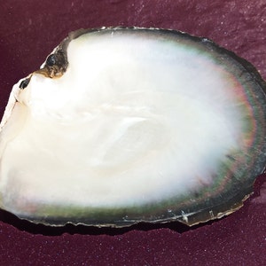 RARA Pinctada Margaritifera, Conchiglia di perla, Madreperla dalle labbra, Madre Perla Labiada, Pinctada Margaritifera, Ostrica di perla dalle labbra nere