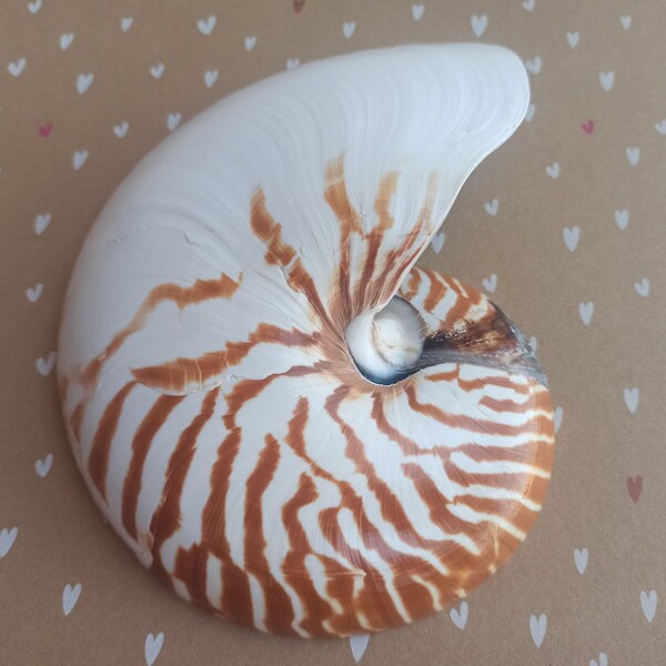 Large Nautilus Shell Etsy