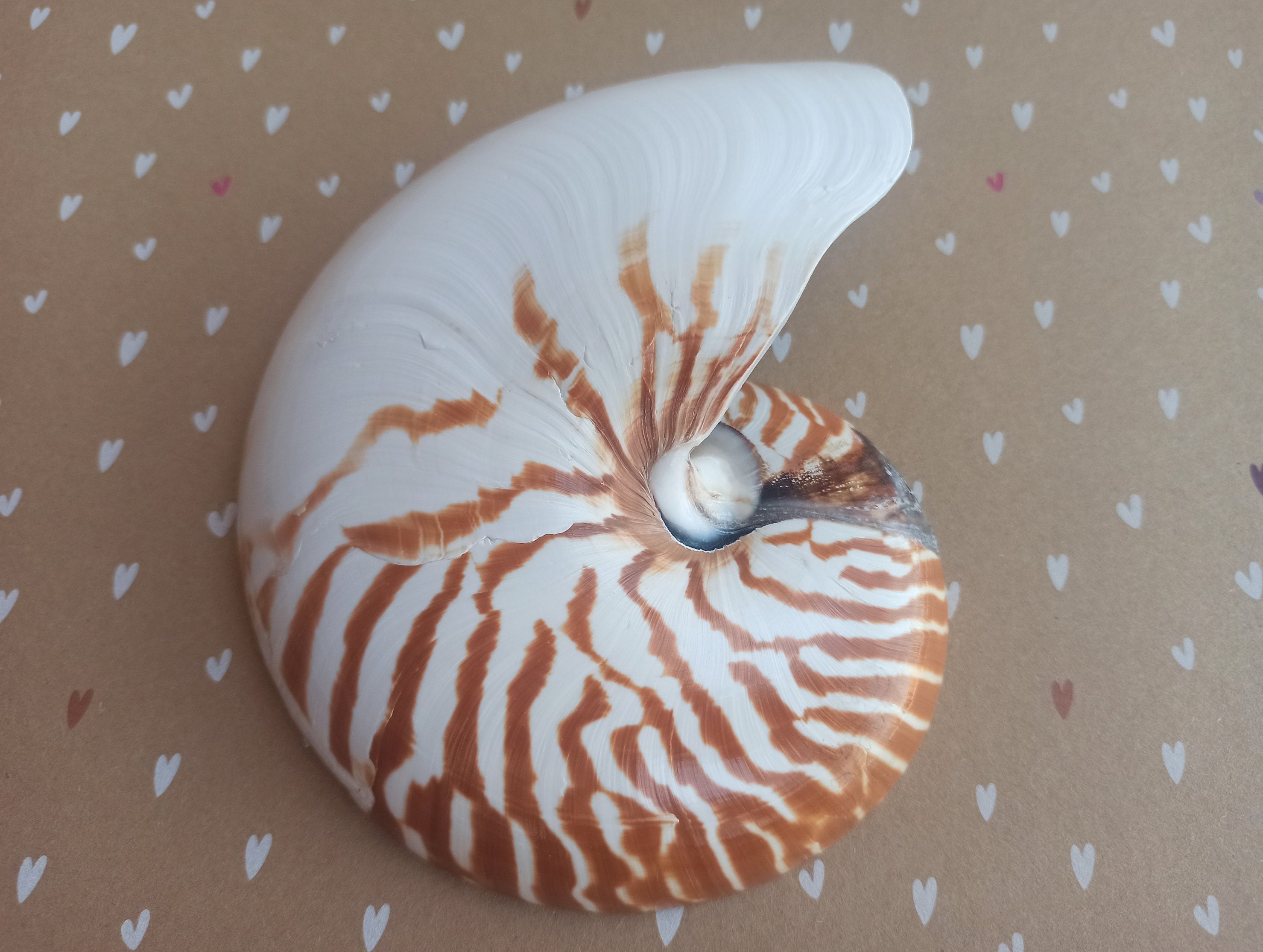 Nautilus Natural Half Cut Seashell, Nautilus Natural Seashell, Tiger's