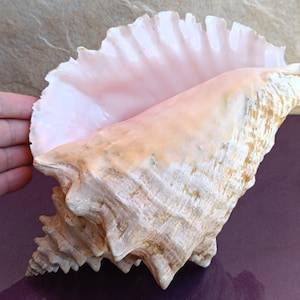 GRANDE enorme bella conchiglia, grande conchiglia di granchio, enorme conchiglia oceanica, tesoro di conchiglie marine, conchiglie naturali, conchiglia marina, decorazione per matrimoni