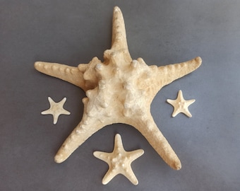Starfish Set: Huge Sea Star, Nautical Decor