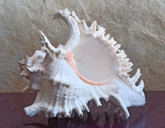 Top Rare Real Sea Shell Dragon Head Conch Natural Seashell Decor Ocean  Ornament 