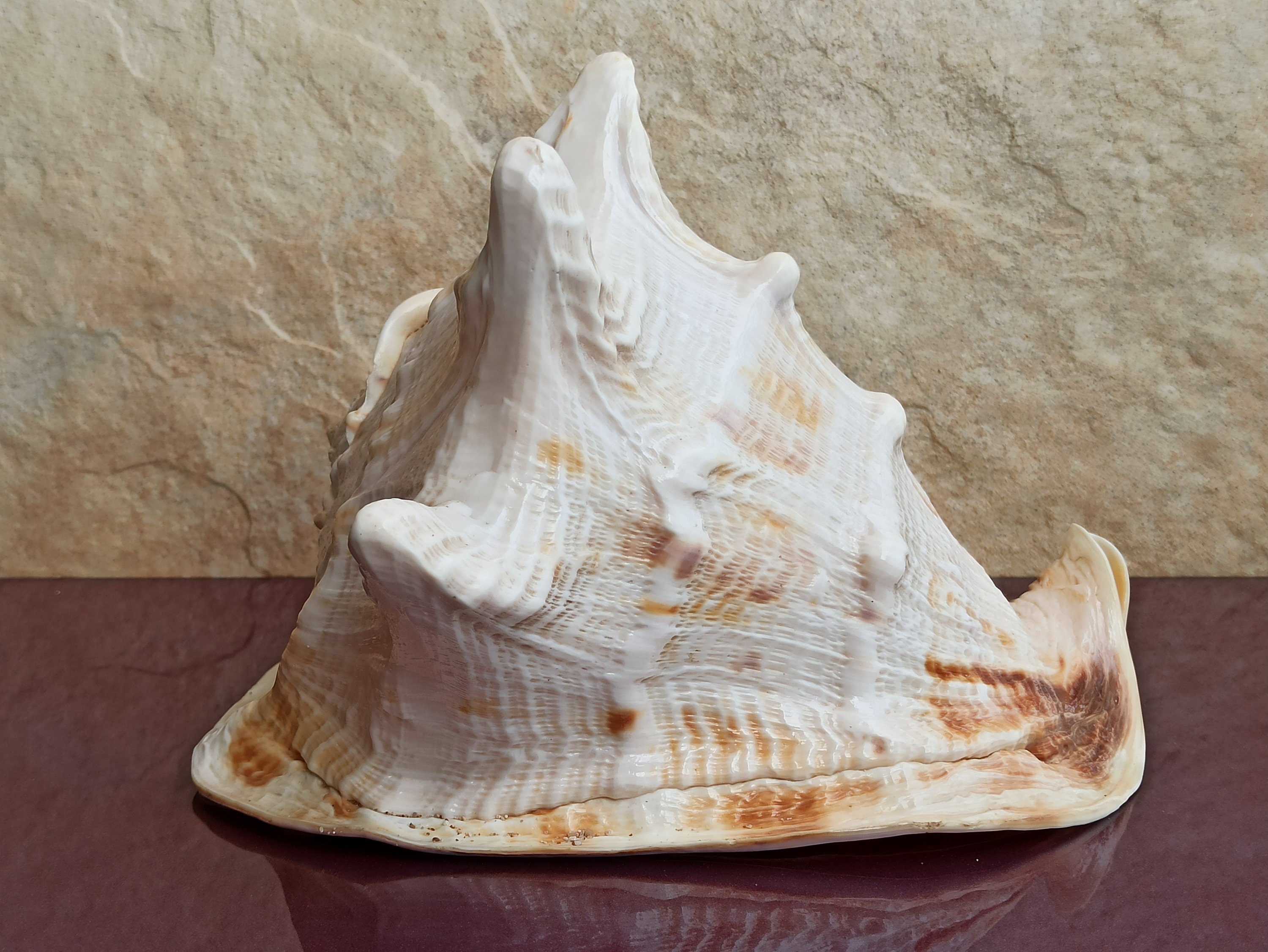 Large Cassis Cornuta Shell, Rare Big Cowrie Shell, Sea Shell, Decor ...