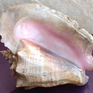 GRANDE conchiglia, grande conchiglia di granchio, enorme conchiglia oceanica, tesoro di conchiglie marine, conchiglie naturali, conchiglia marina, decorazione per matrimoni