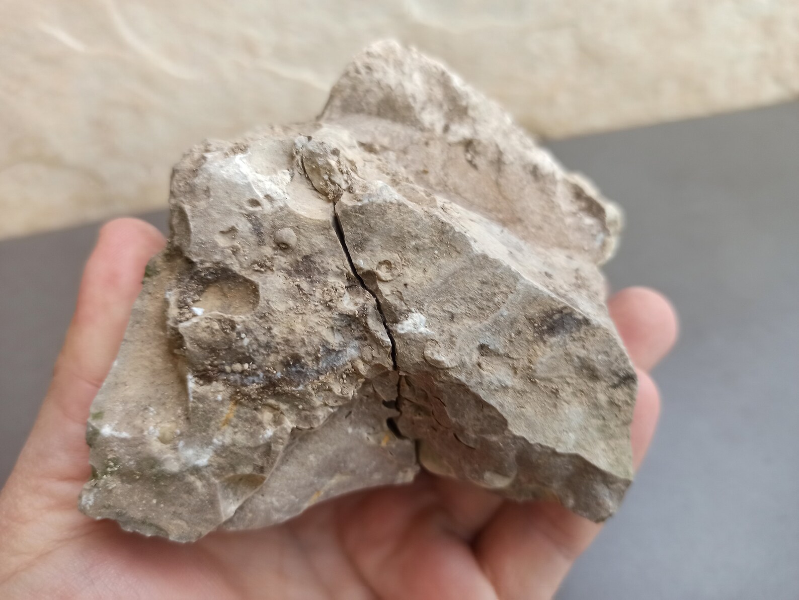 Ancient FOSSIL Spanish FOSSIL Ancient Shells in Stone Etsy