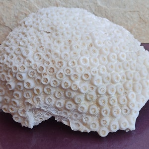 Wedding Decoration, White Coral Tree, White Coral, Coral Tree, Coral Reef Decor, White Coral Reef, Natural Sea Coral