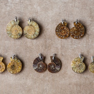 Paired Ammonites, Natural Nautilus Fossil Pendant, Fossil Necklace, Genuine Fossil, Ammonite Fossil Slice