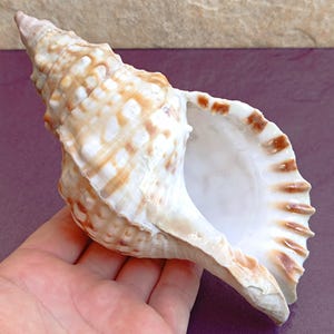 Bellissima conchiglia, conchiglia autentica, enorme conchiglia oceanica, tesoro di conchiglie marine, conchiglie naturali, conchiglia marina, decorazione per matrimoni