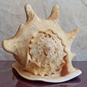 GRANDE enorme bellissima conchiglia, grande conchiglia di granchio, enorme conchiglia oceanica, tesoro di conchiglie marine, conchiglie naturali, conchiglia marina, decorazione di nozze
