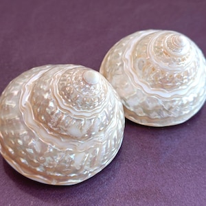 May include: Two pearlescent, spiral-shaped seashells with a cream and white color scheme. The shells have a textured surface and are set against a purple background. The shells are a natural, decorative item.