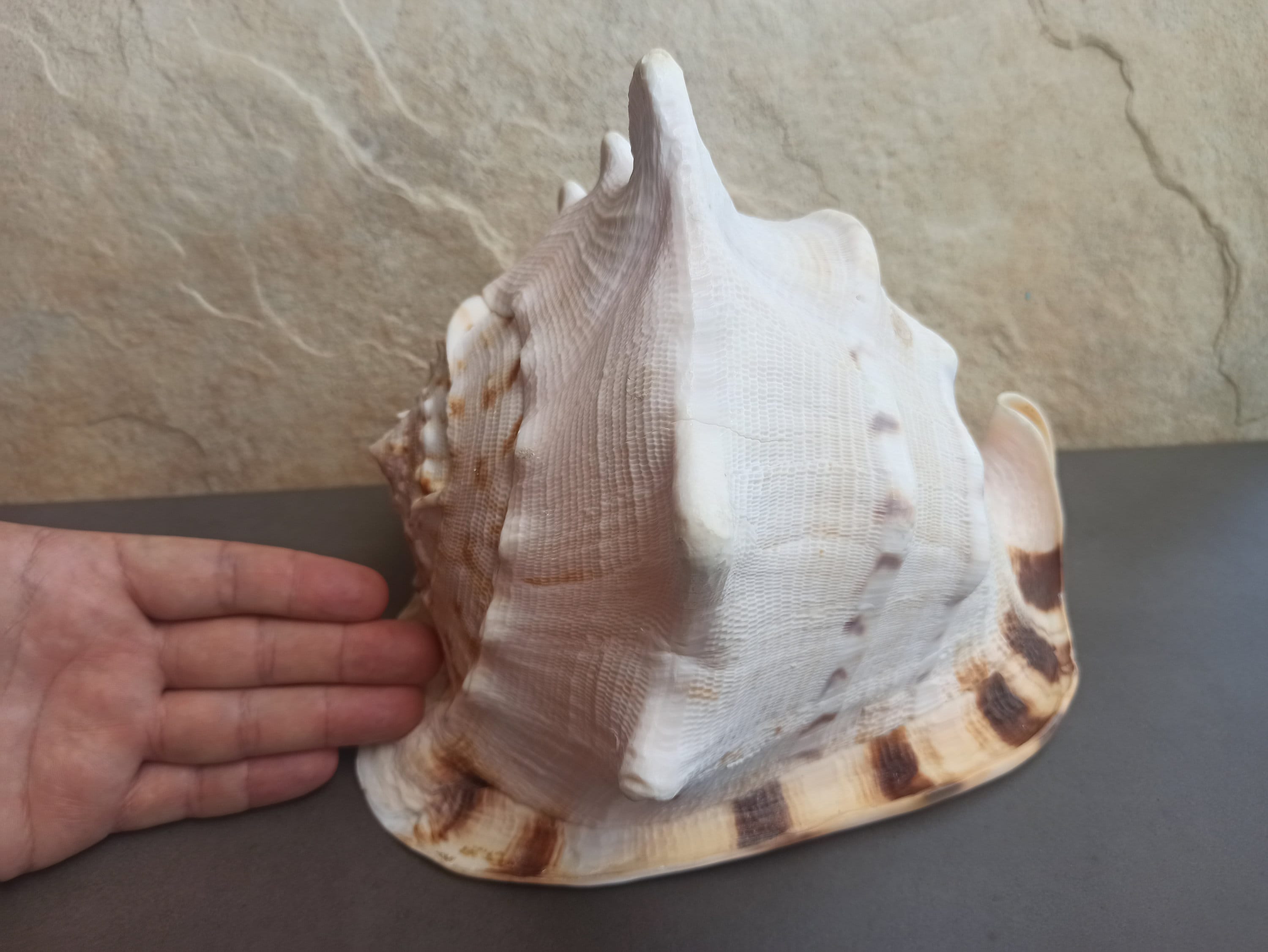 COWRIES　ソマリアサラサダカラガイ　サクライダカラガイ　2個セット　貝殻 ゴウシュウオトメダカラ タカラガイ 宝貝 貝標本 貝殻