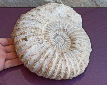3.5kg Large Ammonite, Natural Nautilus Fossil, Genuine Fossil, Ammonite Fossil, Ancient Shell With Crystals, 300-400 Million Years Old