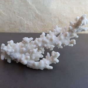 Real White Coral Reef, White Coral Tree, Natural Coral Sea, Large White Coral Tree, Coral Decoration, Coral Reef Decoration