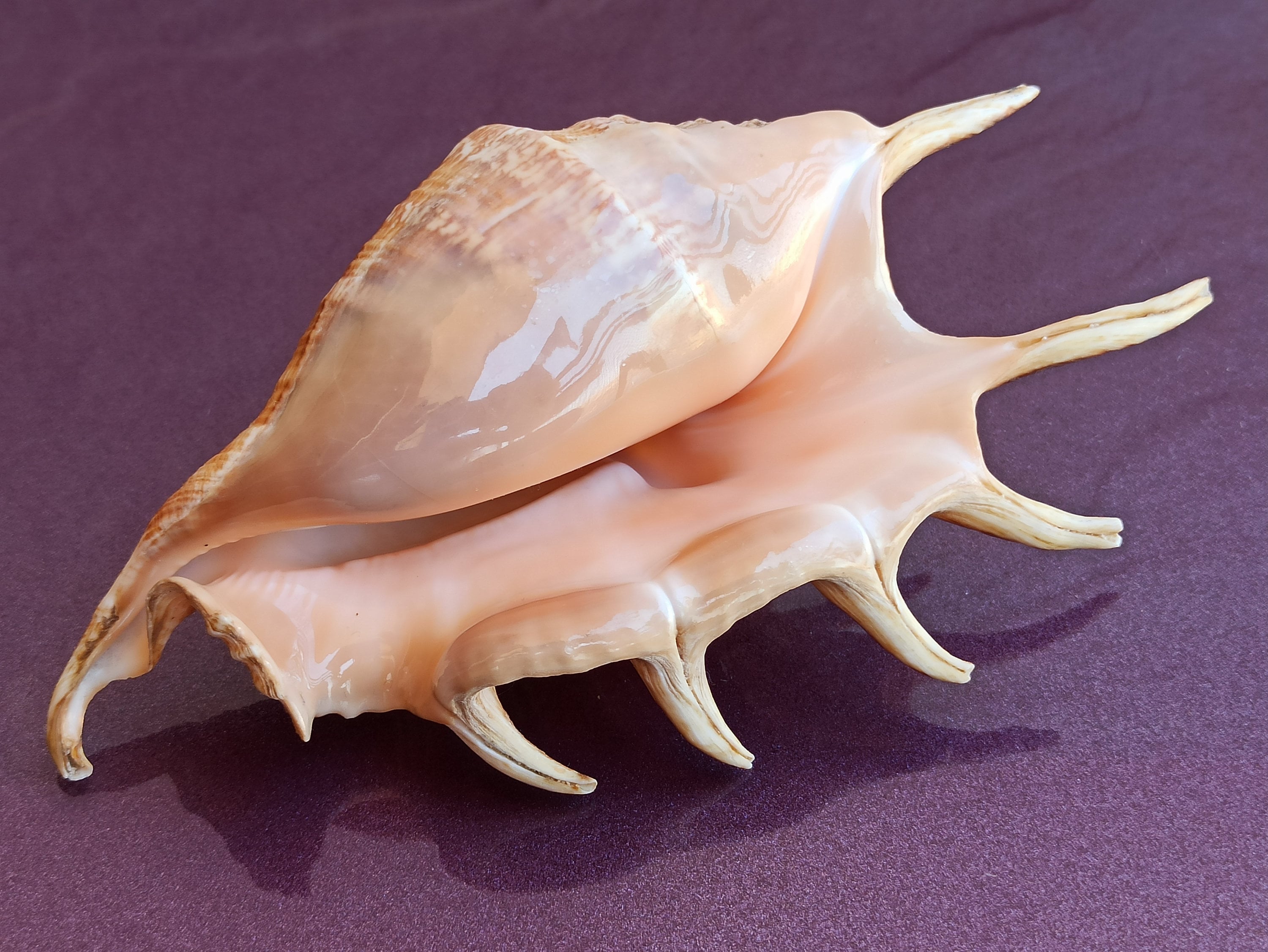 Old Pipe Seashell Natural Conch Shell Home Decoration Conch Hermit