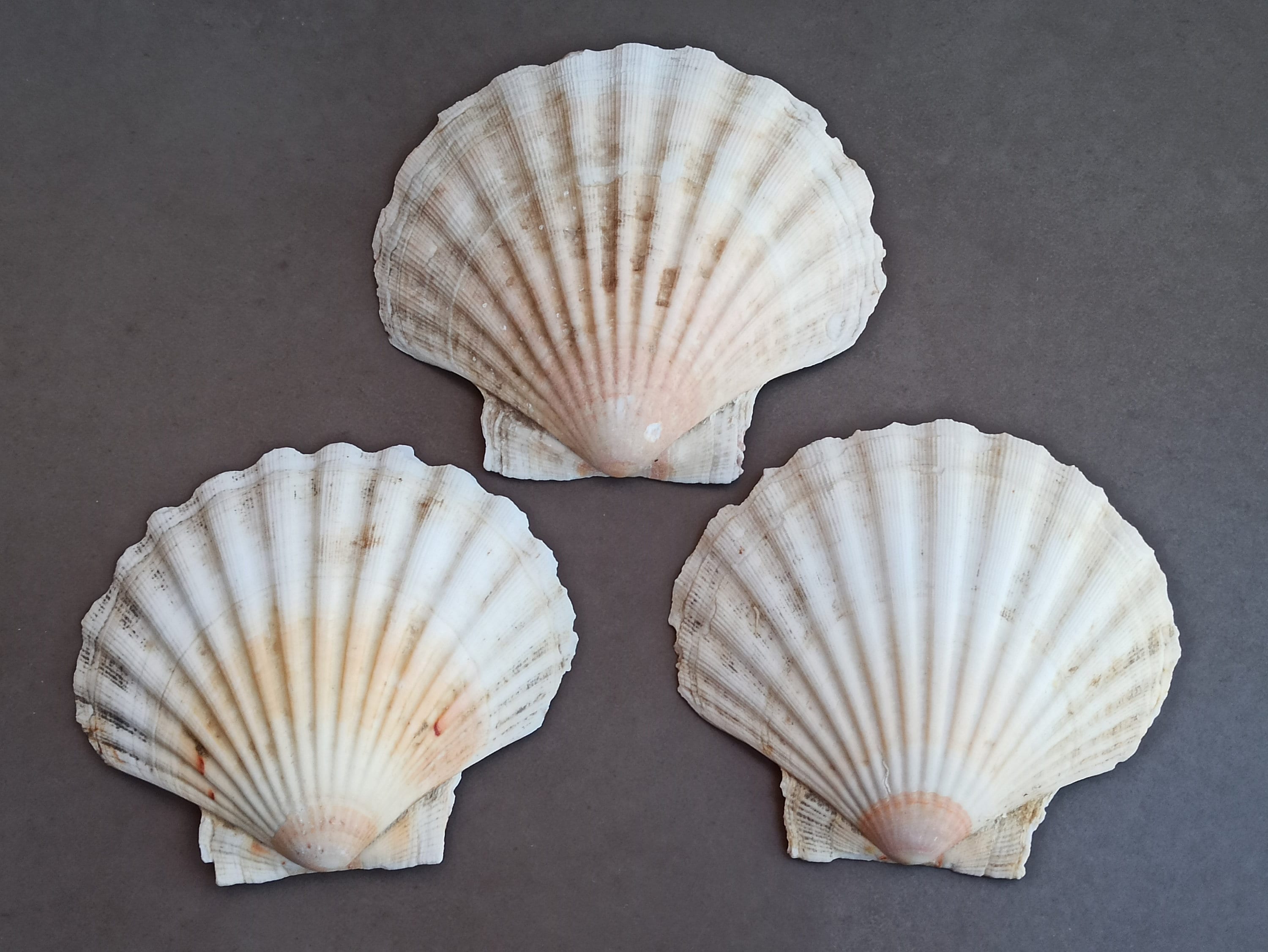 希少な貝殻3つセットXF16mmF2.8 R WR