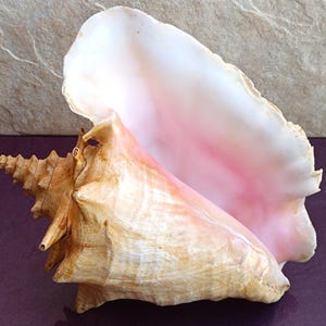 Large Conch Shell: Natural Seashell for Coastal Wedding Decor