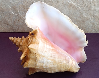 Large Conch Shell: Natural Seashell for Coastal Wedding Decor
