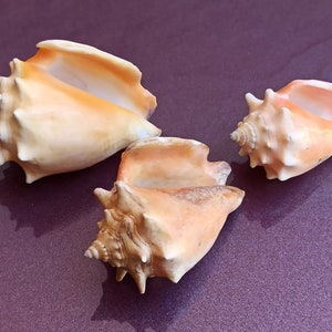 Set di 3 conchiglie marine naturali, bellissima conchiglia, grande conchiglia di granchio, enorme conchiglia oceanica, tesoro di conchiglie marine, conchiglie naturali, decorazione di nozze