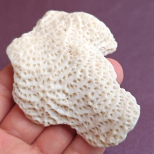 Genuine White Coral, Natural White Coral Sea, Large White Coral Tree, Wedding Decoration, Seashells Decoration, Coral Reef Home Decoration