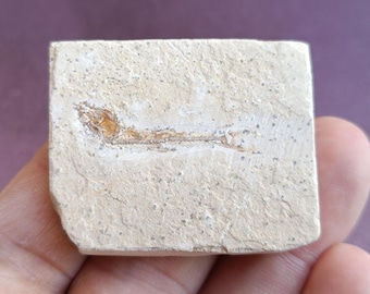 ラコレピス ブラジル産 化石魚 超希少 白亜紀 1億1000万年前 - Etsy 日本