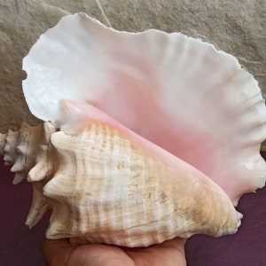 Large Huge Beautiful Shell, Big Crab Shell, Huge Ocean Shell, Sea Shell Treasure, Natural Seashells, Sea Shell, Wedding Decoration