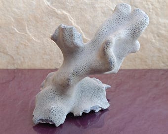 Könnte beinhalten: Eine weiße Korallen-Skulptur mit poröser Textur. Die Koralle ist wie ein Ast mit mehreren Verzweigungen geformt und hat ein natürliches, organisches Aussehen.