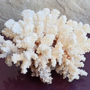 1063 g Large White Coral, Large Coral Tree, Coral Reef Decor, Natural White Coral Tree, White Coral Reef, Natural Sea Coral