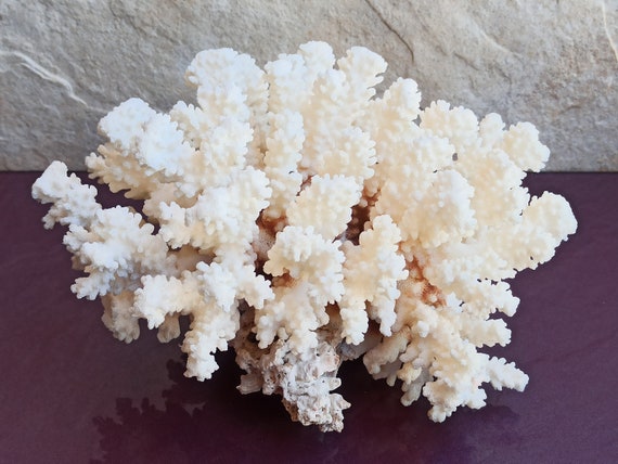 Natural coral for sale discount