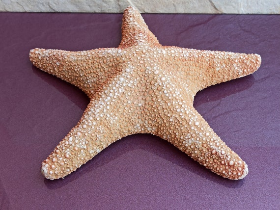 Starfish, Huge Starfish, Big Starfish, Sea Starfish, Ocean Starfish,  Enormous Starfish, Unique Star Fish, Sea Treasure, Ocean Collection 