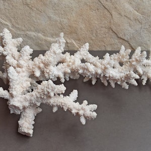 750 gr Grande Corallo, Albero di corallo naturale, Corallo bianco, Mare di corallo naturale, Grande albero di corallo bianco, Decorazione barriera corallina