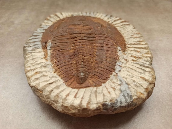 巨大なモロッコの三葉虫の化石、パラドキシダエ（マトリックス