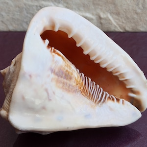 Cassis Tuberosa Bellissima Conchiglia, Grande Conchiglia di Granchio, Enorme Conchiglia dell'Oceano, Tesoro di Conchiglie Marine, Conchiglie Naturali, Conchiglia Marina, Decorazione per Matrimoni