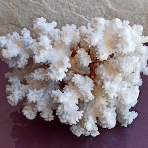 1008 g Large White Coral, Large Coral Tree, Coral Reef Decor, Natural White Coral Tree, White Coral Reef, Natural Sea Coral
