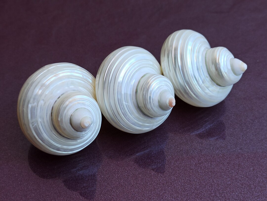 Set of 3 Cute Round Shells, Mother of Pearl Sea Shell, Round Shell ...