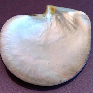 Könnte beinhalten: Eine perlmuttartige, schalenförmige Schale mit schillerndem Effekt und glatter, reflektierender Oberfläche. Die Schale hat eine helle, cremefarbene Farbe mit zarten rosa- und blautönen und einen dunklen Rand.