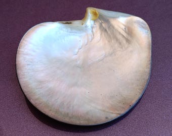 Black Lipped Pearl Oyster Shell, Pinctada Margaritifera