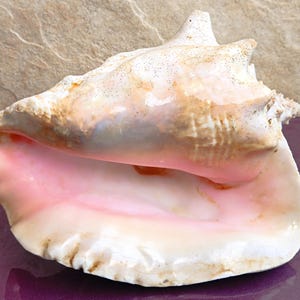 Große Krabbe Einsiedler Muschel Dekor