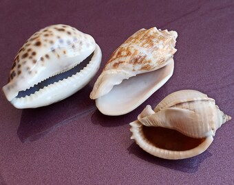 Natural Seashell Set: Large Ocean Shells for Nautical Decor - Etsy