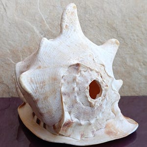 Grand coquillage cassis cornuta, cauris rare, gros coquillage, décor d'aquarium, coquillage géant de l'Atlantique, décoration d'intérieur naturelle, décoration de mariage