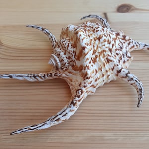 Grande enorme bellissima conchiglia, grande conchiglia, enorme conchiglia oceanica, tesoro di conchiglie marine, conchiglie naturali, decorazione di conchiglie marine, decorazione di nozze