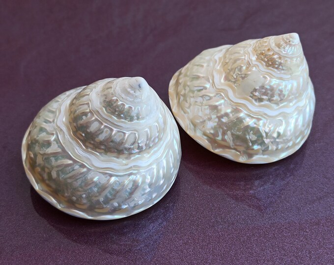 Set of 2 Cute Round Shells, Mother of Pearl Sea Shell, Round Shell ...